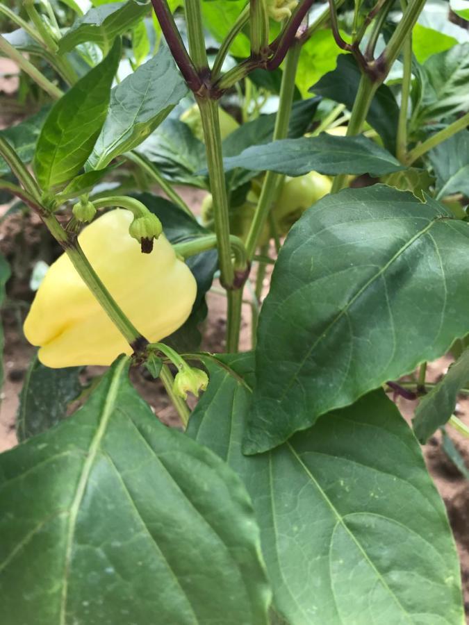 Bujtina Flowers Përmet 外观 照片
